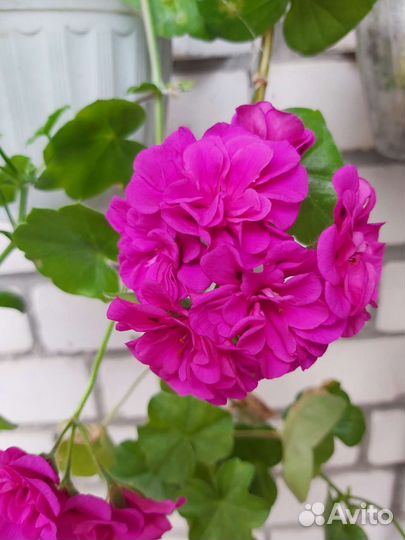 Плющелистная пеларгония