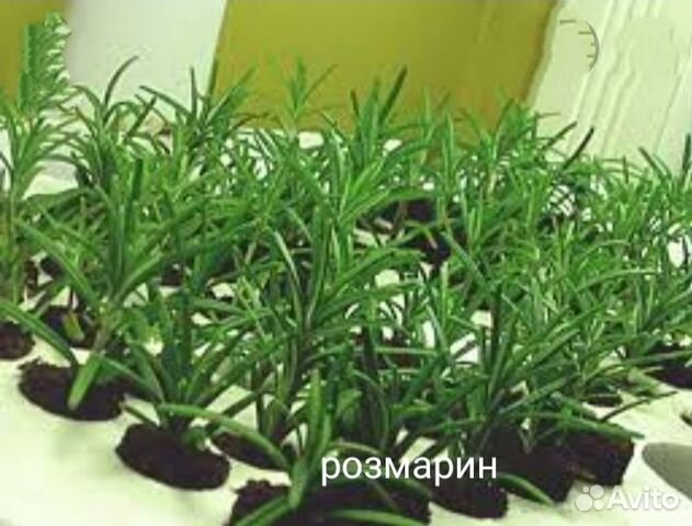 Розмарин рассада