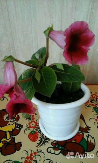 Глоксиния и тидея