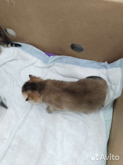 Шотландские тиккированые малыши