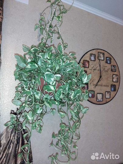 Сциндапсус (эпипремнум) Пиктус, ии