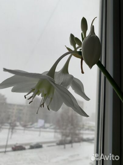 Много комнатных растений