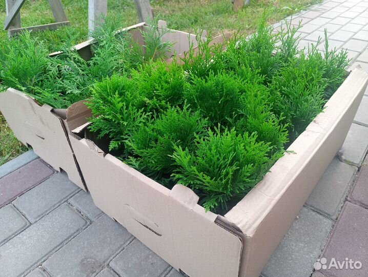 Саженцы туи и можжевельника в наличии