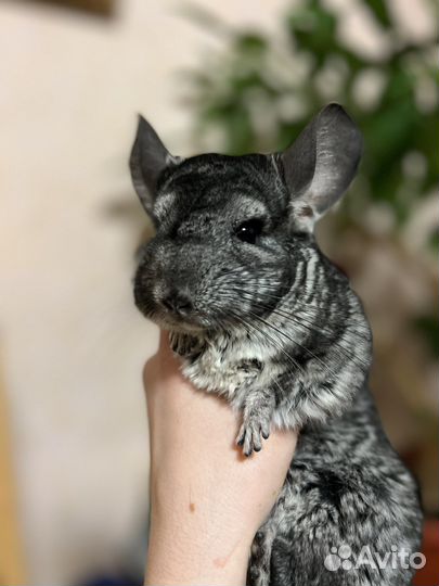 Шиншилла+клетка