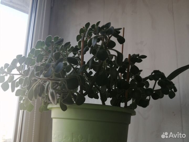 Аихризон (Дерево Любви)