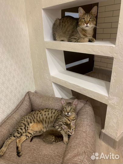 Кошечка чаузи