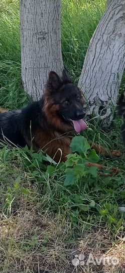 Немецкая овчарка. Вязка