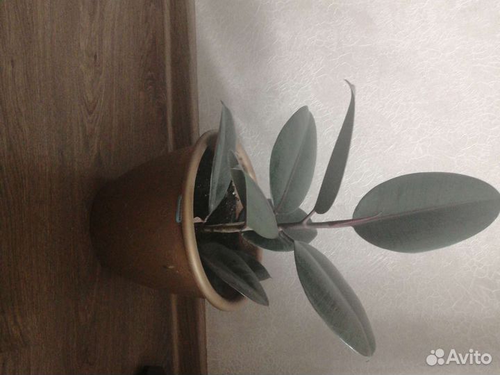 Фикус эластика абиджан