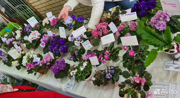Выставка цветов