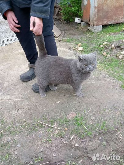 Чистокровная британка