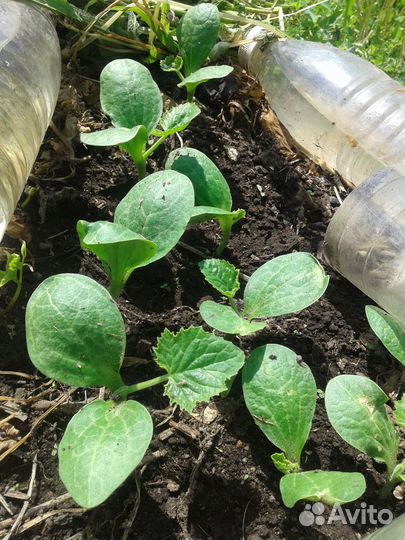 Рассада кабачка,свеклы,капусты,базилика