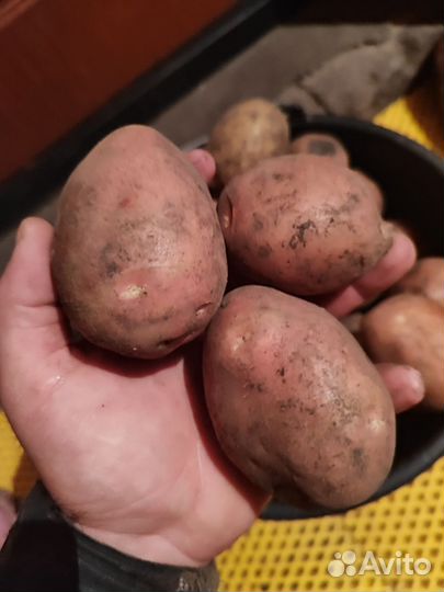 Продам картофель со своего огорода