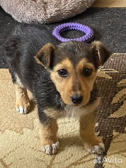 Щенок девочка в любящие руки