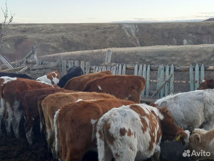 Быки и телки