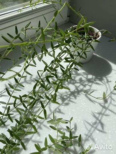 Хойи в кашпо