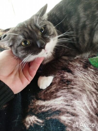 Отдам в добрые руки