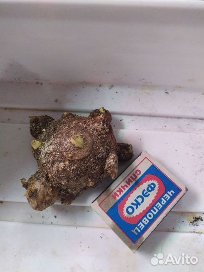 Калла Пикассо