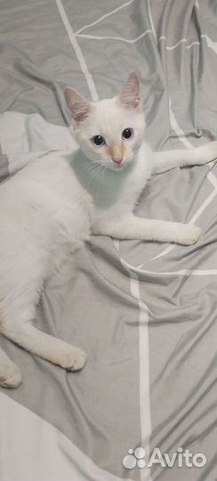 Кошки бесплатно