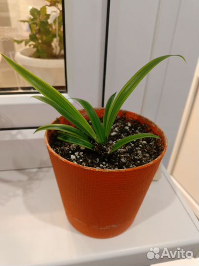 Хлорофитум