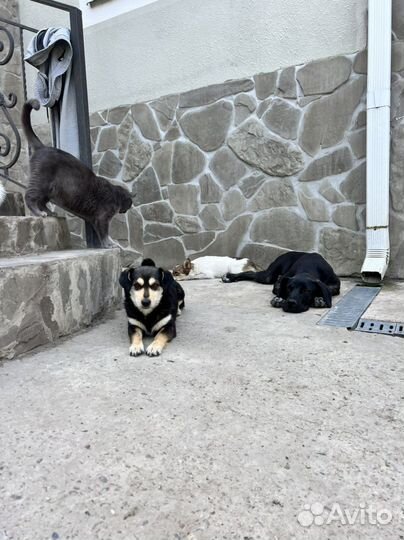 Маленькой собачке нужен дом