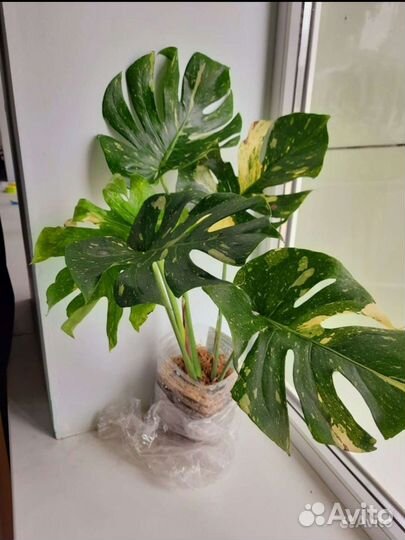 Монстера тайское созвездие