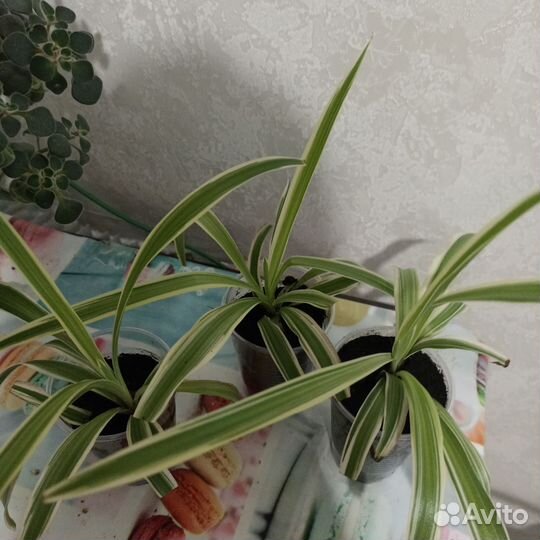 Хлорофитум