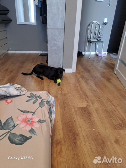 Щенок 5 месяцев