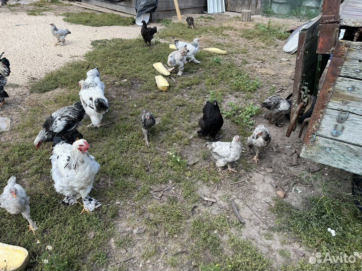 Куры и петухи