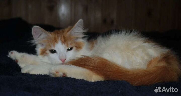 Котик, почти 3 месяца, в добрые руки
