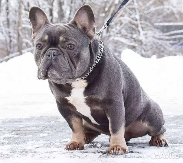 Французский бульдог кобель вязка