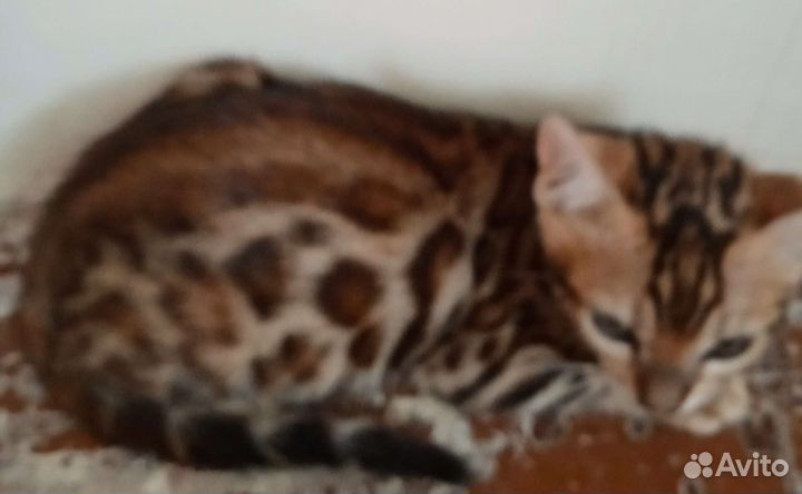 Бенгальские котята