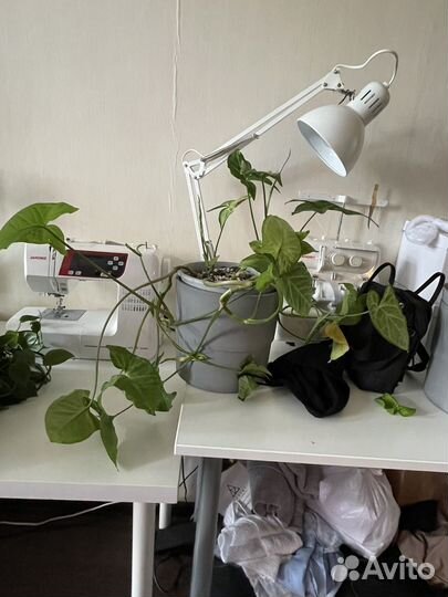 Драцена, сциндапсус