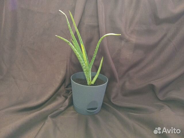 Комнатные цветы алоэ