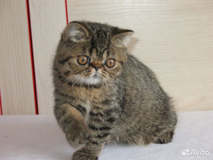 Котик экзот