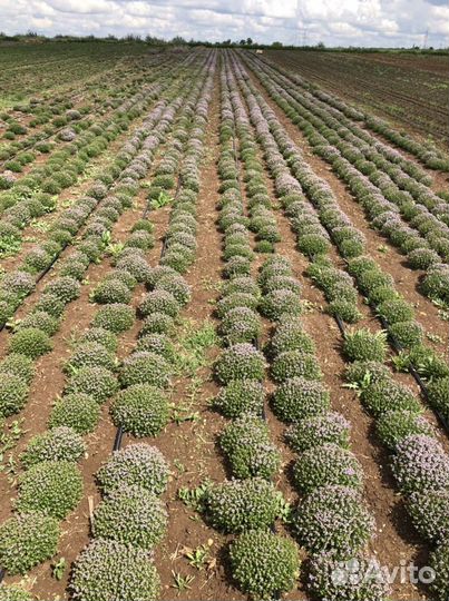 Тимьян кусты чабрец