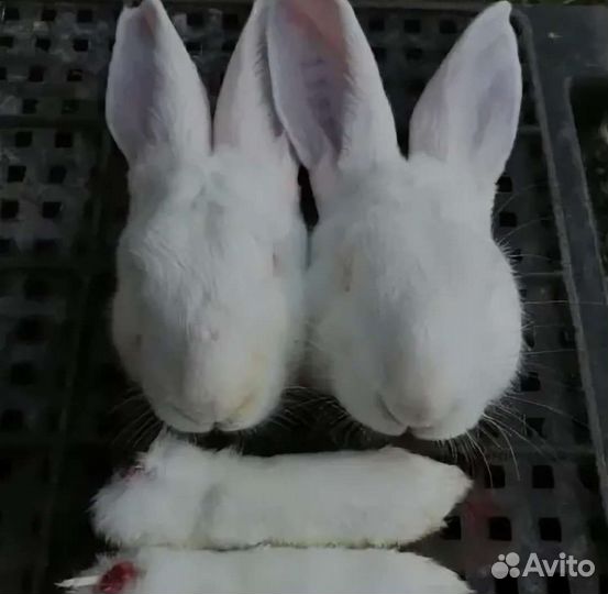 Корм для собак