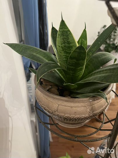 Сенсеверия в горшке