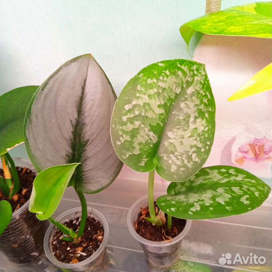 Сциндапсусы