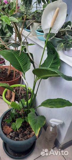 Спатифиллум