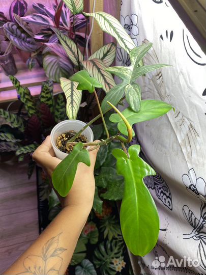 Филодендрон magic mask