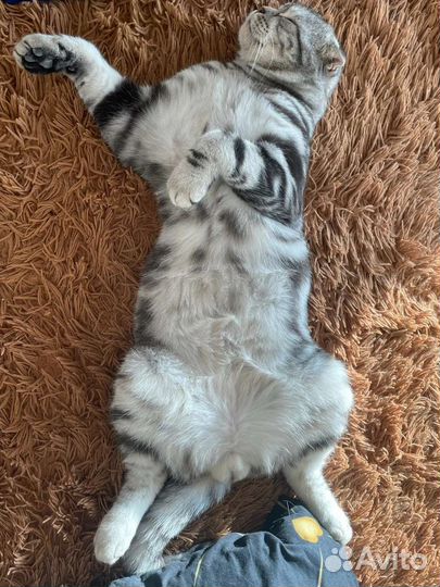 Британский котик вязка