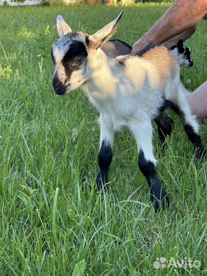 Козлята