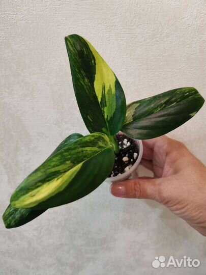 Филодендрон Кобра желтый вар