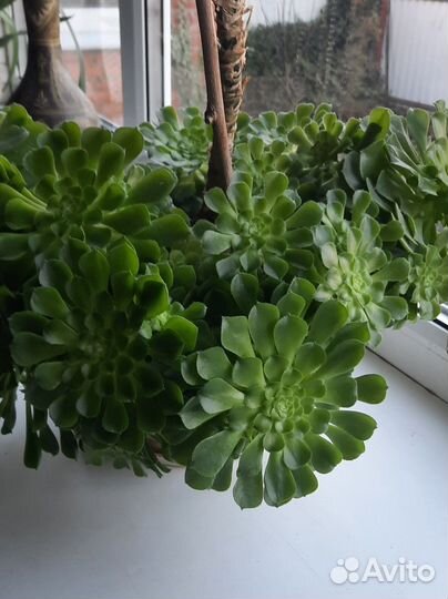 Суккуленты