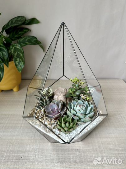 Композиция с живыми растениями