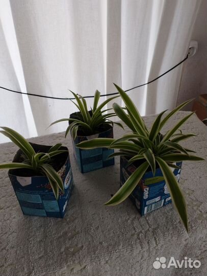 Хлорофитум