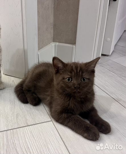Шотланский котенок