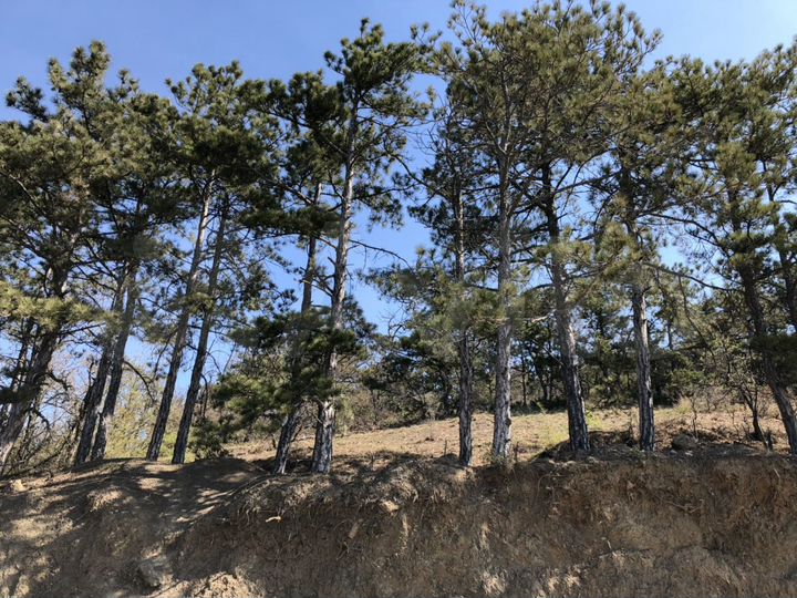 Участок 11 сот. (ИЖС)