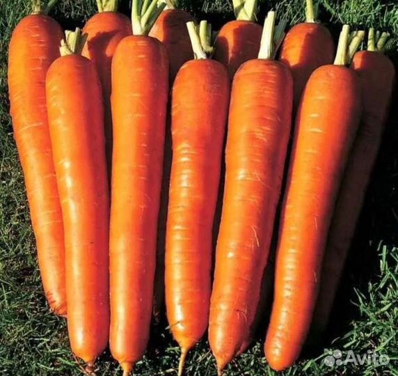 Морковь без сердцевины Суперсладкая