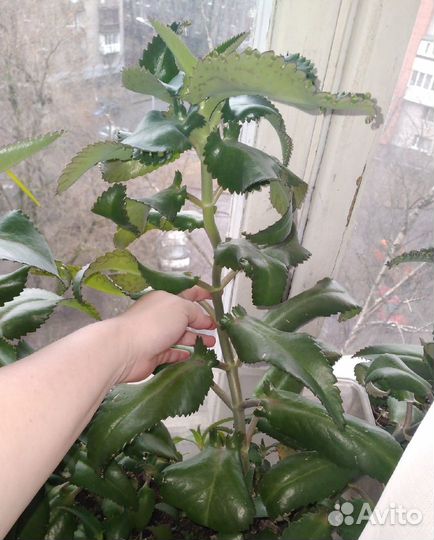 Каланхоэ 4 года